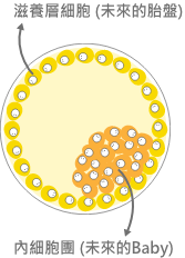 囊胚是一个已分化完成的胚胎结构，包含将来会发育成宝宝的内细胞团和形成胎盘的滋养层细胞，根据细胞数多寡可以用ABC将两个细胞团打分数。